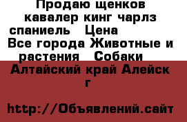 Продаю щенков кавалер кинг чарлз спаниель › Цена ­ 40 000 - Все города Животные и растения » Собаки   . Алтайский край,Алейск г.